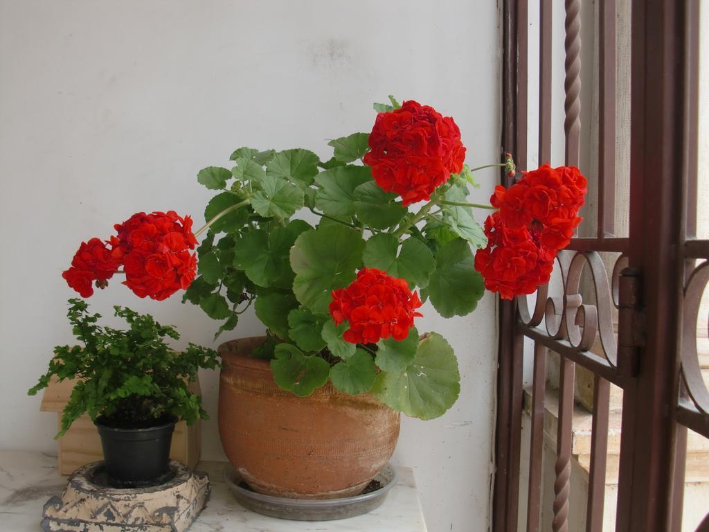 Adore Portugal Coimbra Guest House Luaran gambar